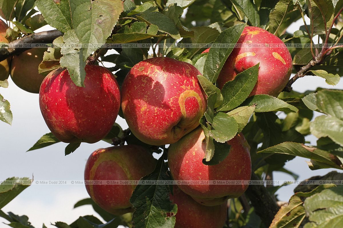 Malus domestica apple 'Splendour'