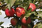Malus domestica apple 'Splendour'