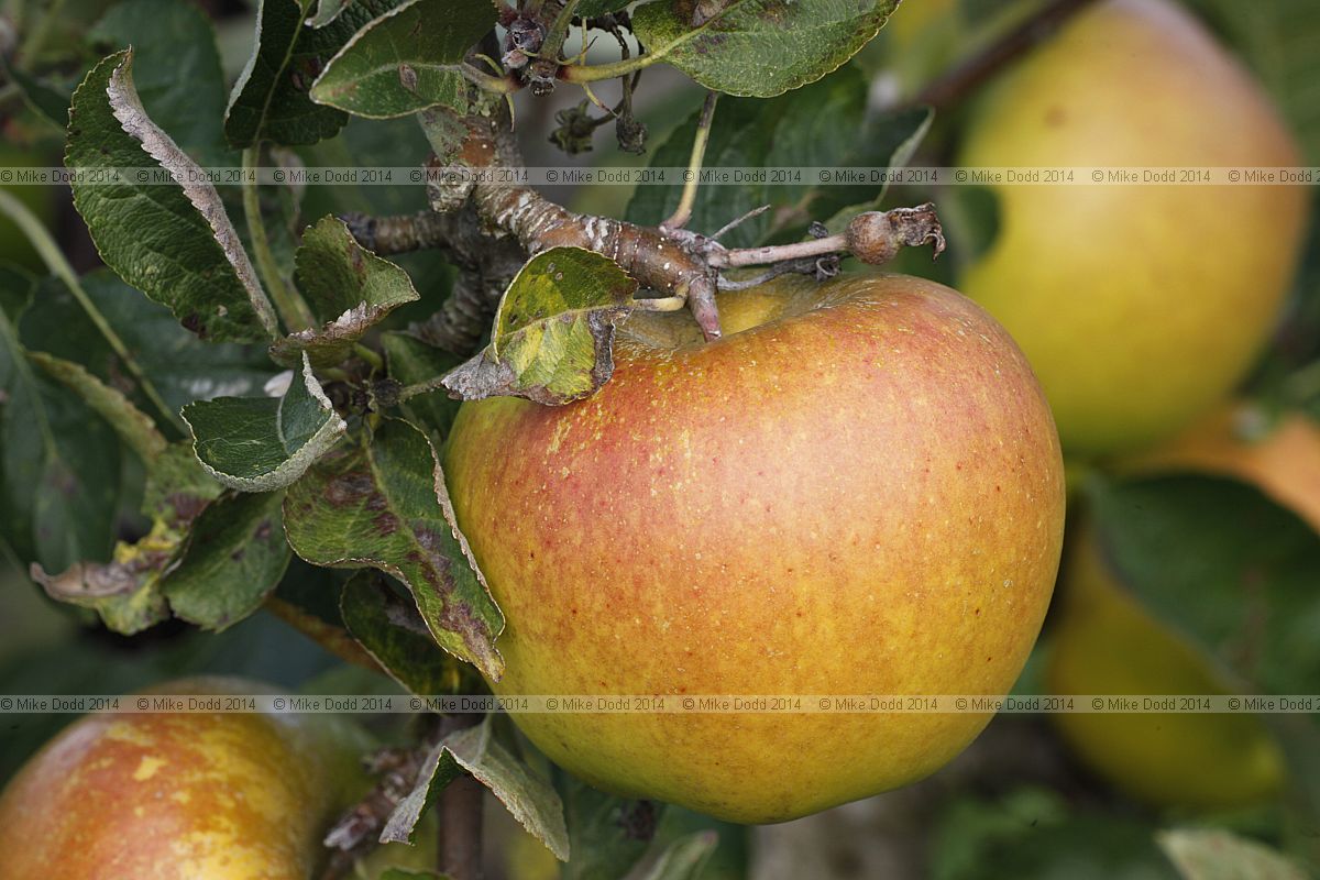 Malus domestica 'Sturmer Pippin'