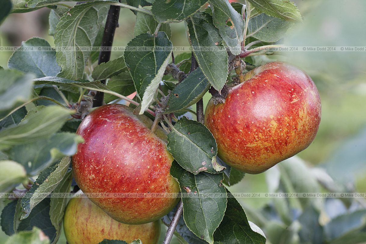 Malus domestica apple 'Suntan'