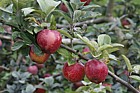 Malus domestica apple 'Sweet Ermgaard'