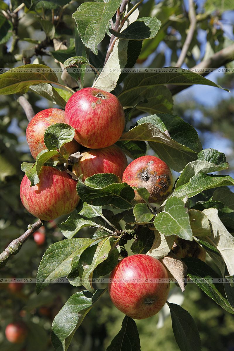 Malus domestica 'Taylors Sweet' Cider apple