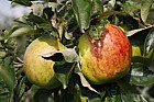 Malus domestica apple 'Twenty Ounce'