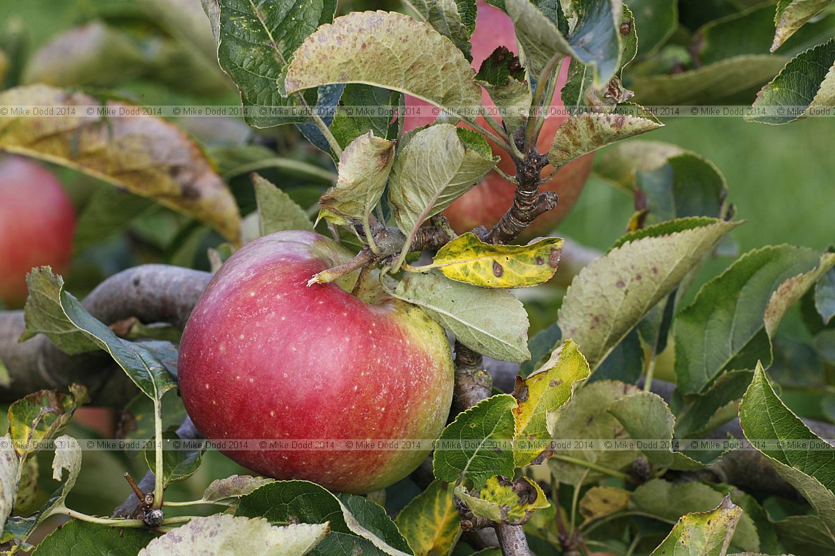 Malus domestica 'Wagener'