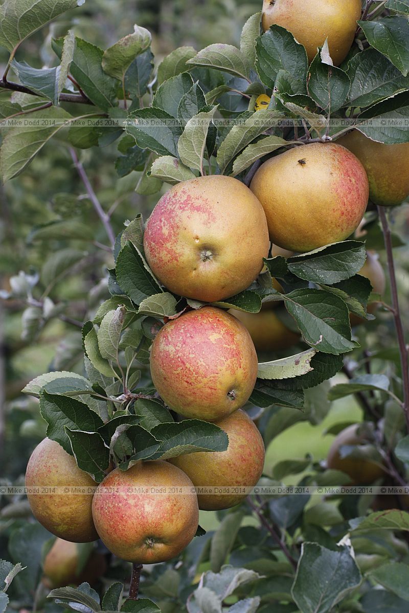 Malus domestica apple 'Wheeler's Russet'