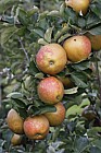 Malus domestica apple 'Wheeler's Russet'
