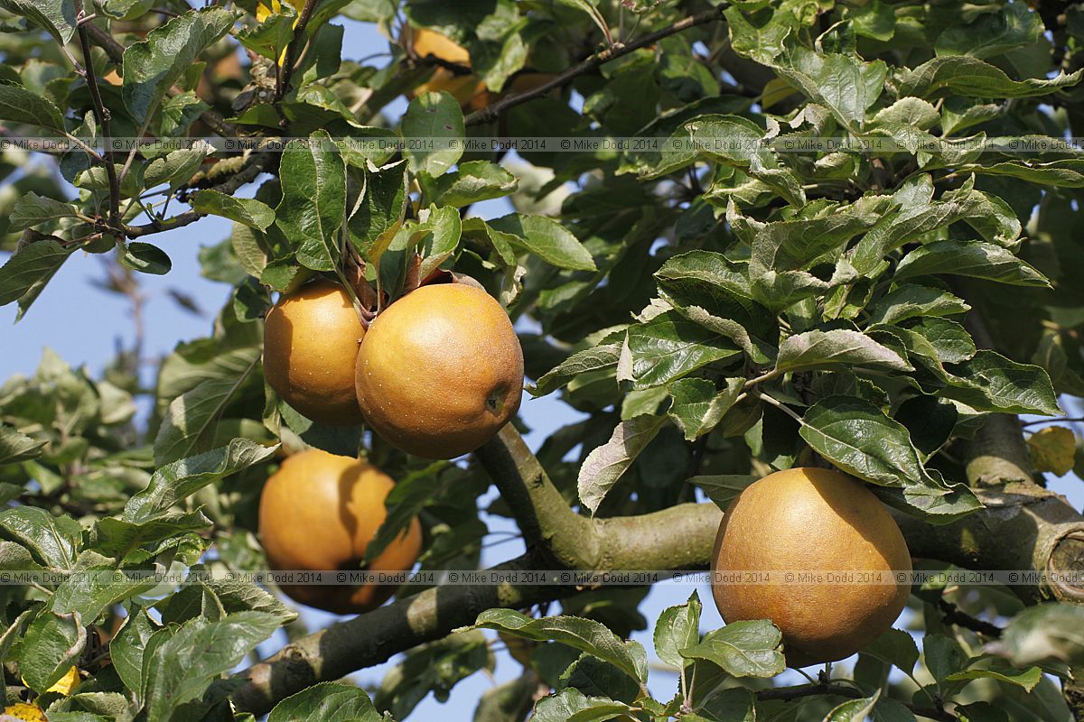 Malus domestica apple 'Wheeler's Russet'