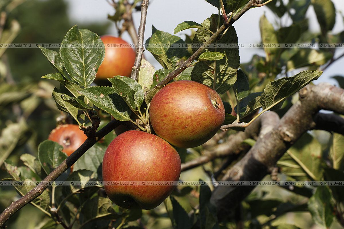 Malus domestica apple 'Winston'