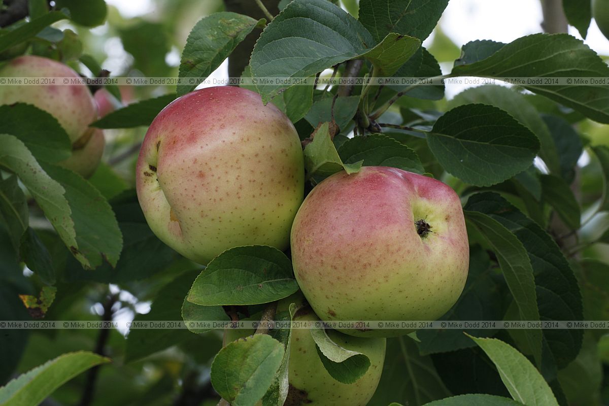 Malus domestica apple 'Winter Banana'