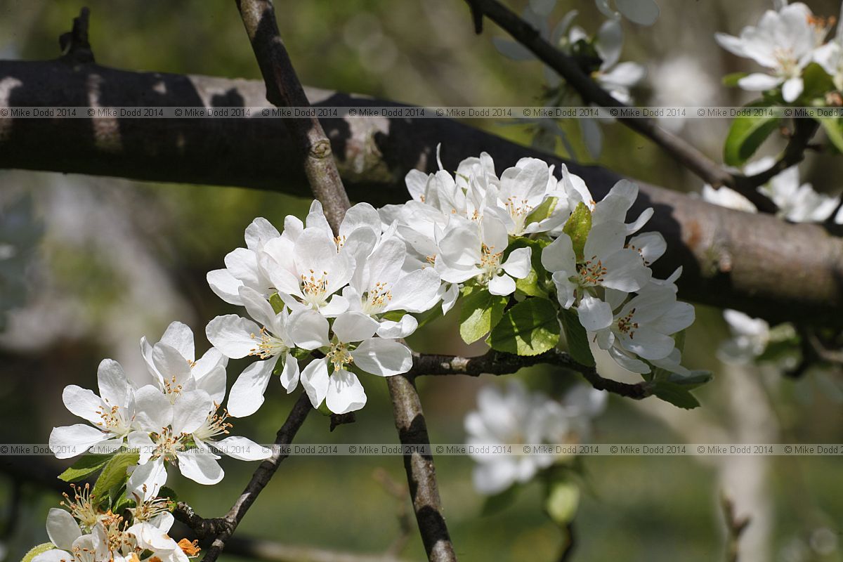 Malus domestica x Malus sylvestris
