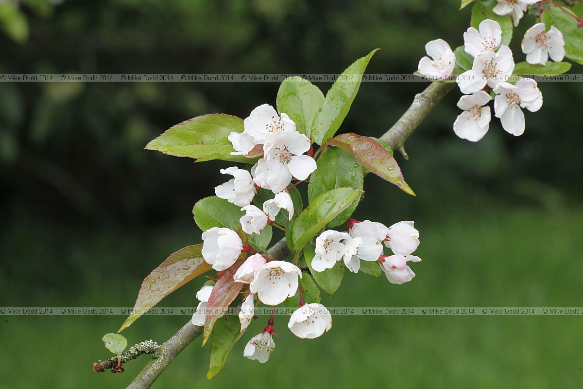 Malus halliana
