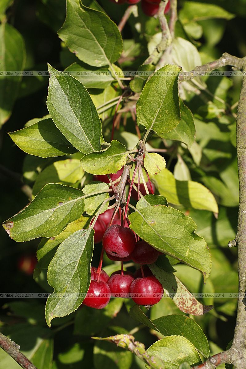 Malus hupehensis