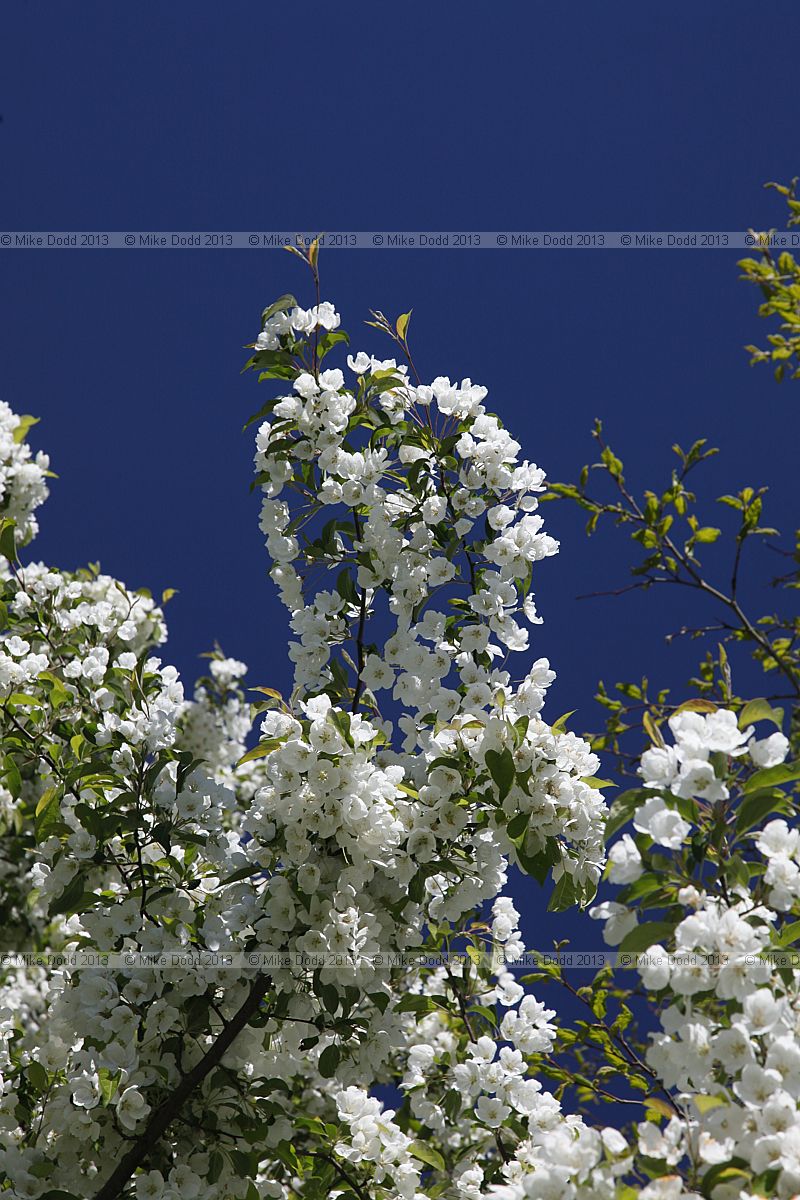 Malus hupehensis Hupen Crab Apple