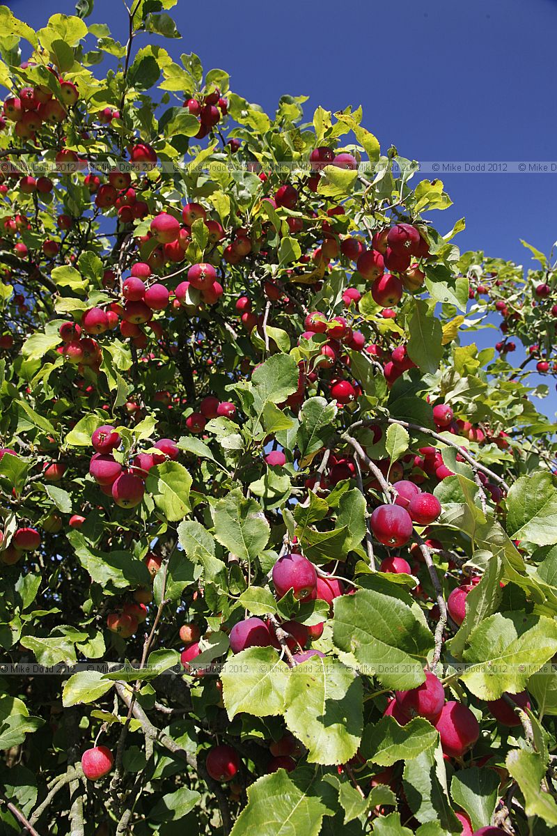 Malus pumila 'Dartmouth'