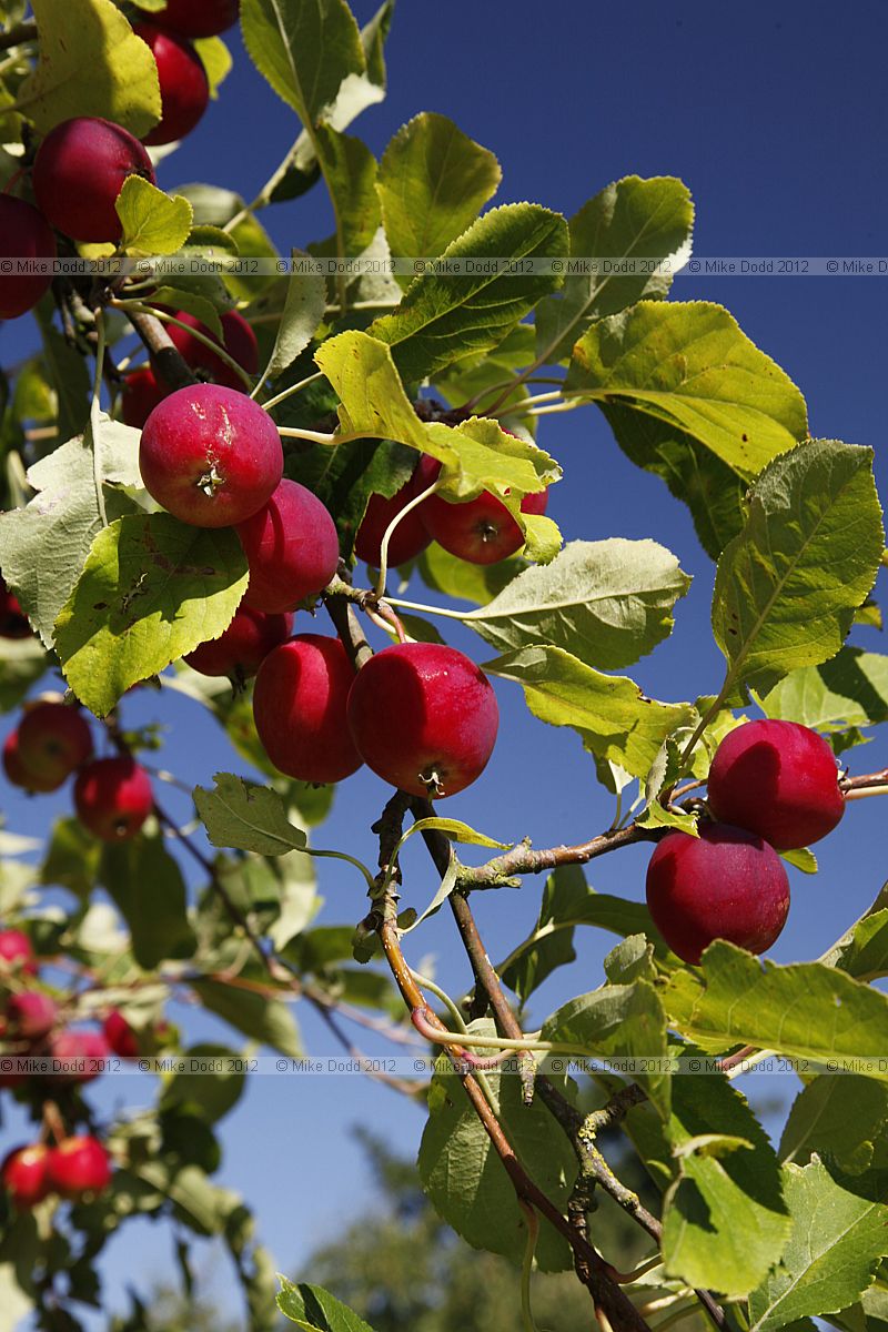 Malus pumila 'Dartmouth'