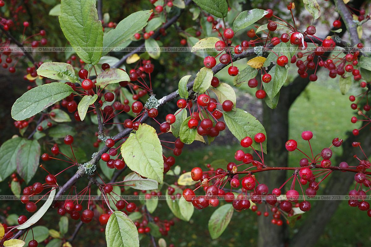 Malus sieboldii 'Red Crabs'