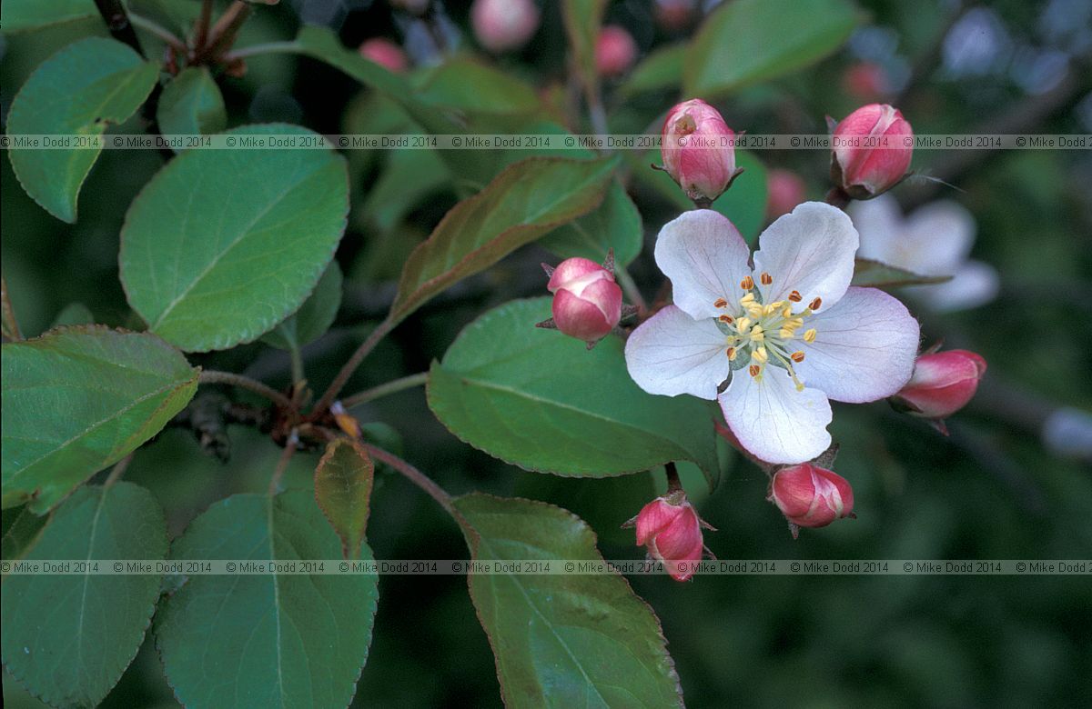 Malus sylvestris Crab Apple