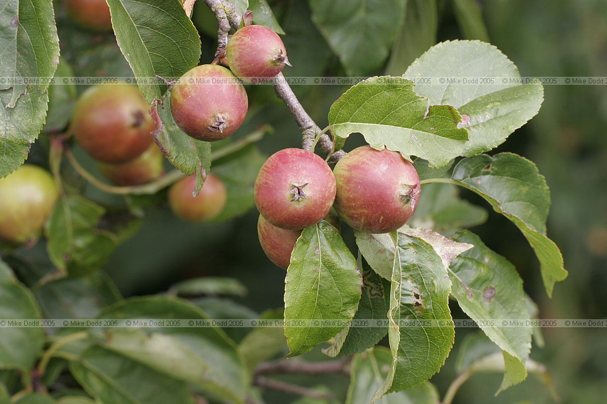 Malus sylvestris Crab Apple