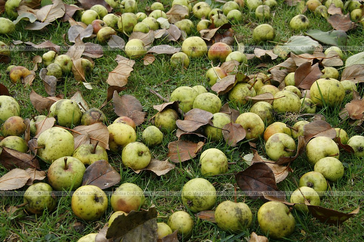Malus sylvestris Crab apples
