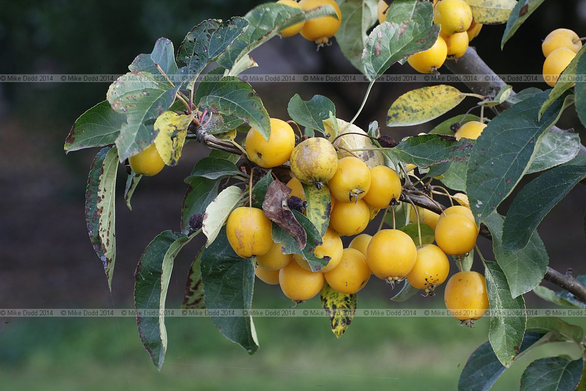 Malus x zumi 'Golden Hornet'