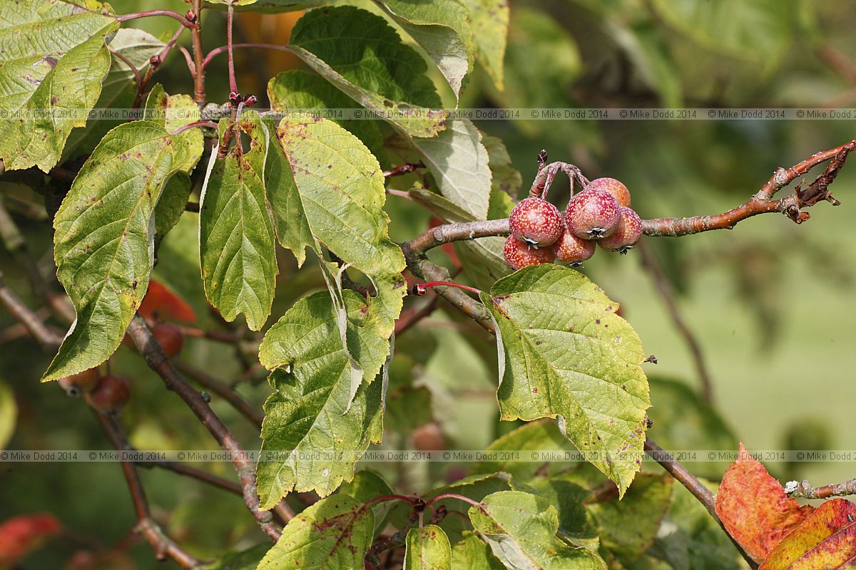Malus yunnanensis var veitchi