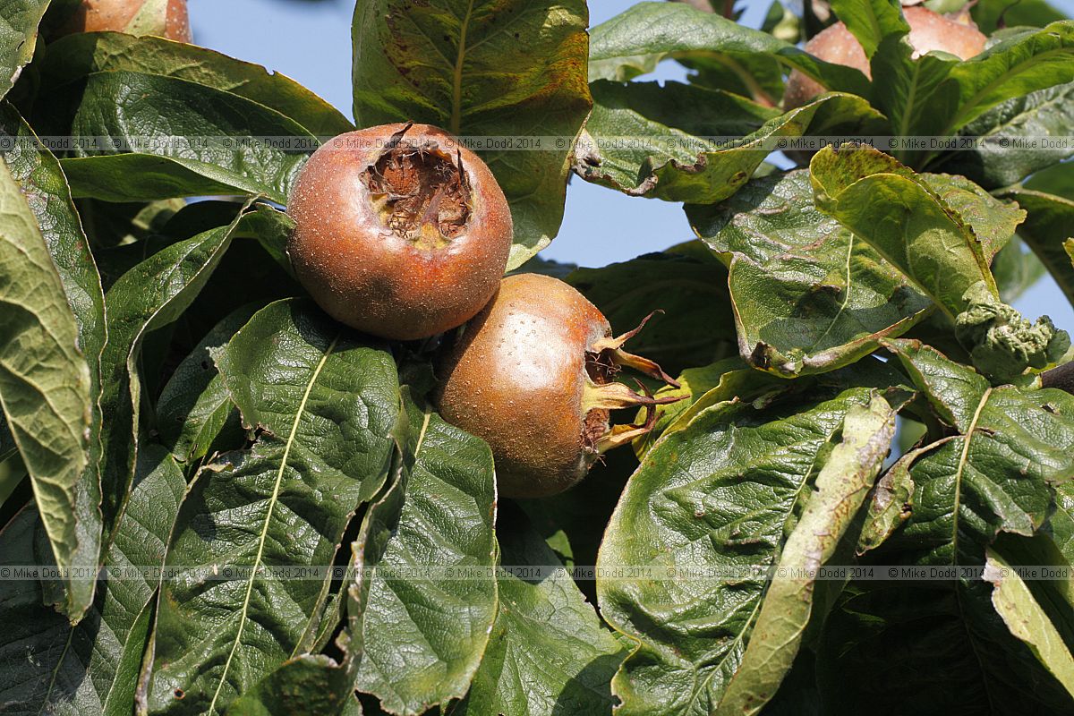 Mesphilus germanica 'Large Russian'