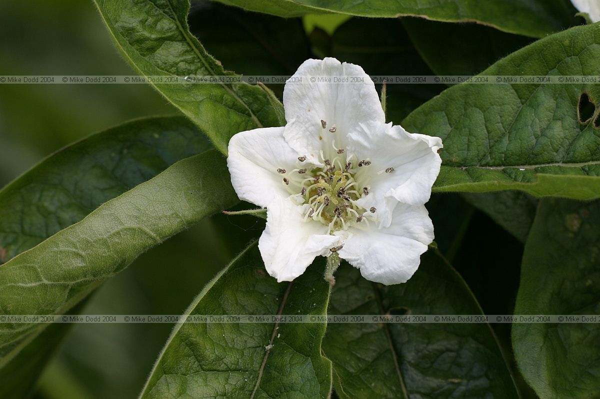 Mespilus germanica Medlar flower