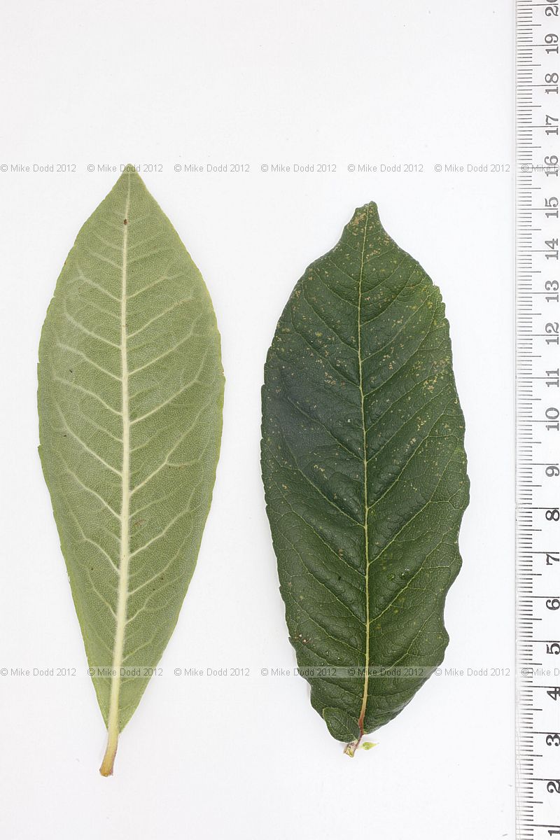 Mespilus germanica Medlar