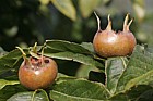 Mespilus germanica Medlar fruit on tree