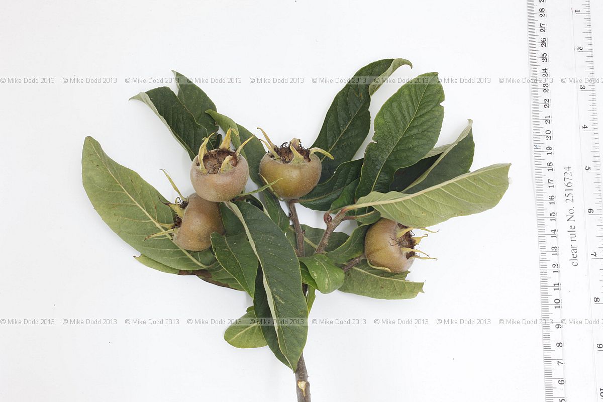 Mespilus germanica Medlar