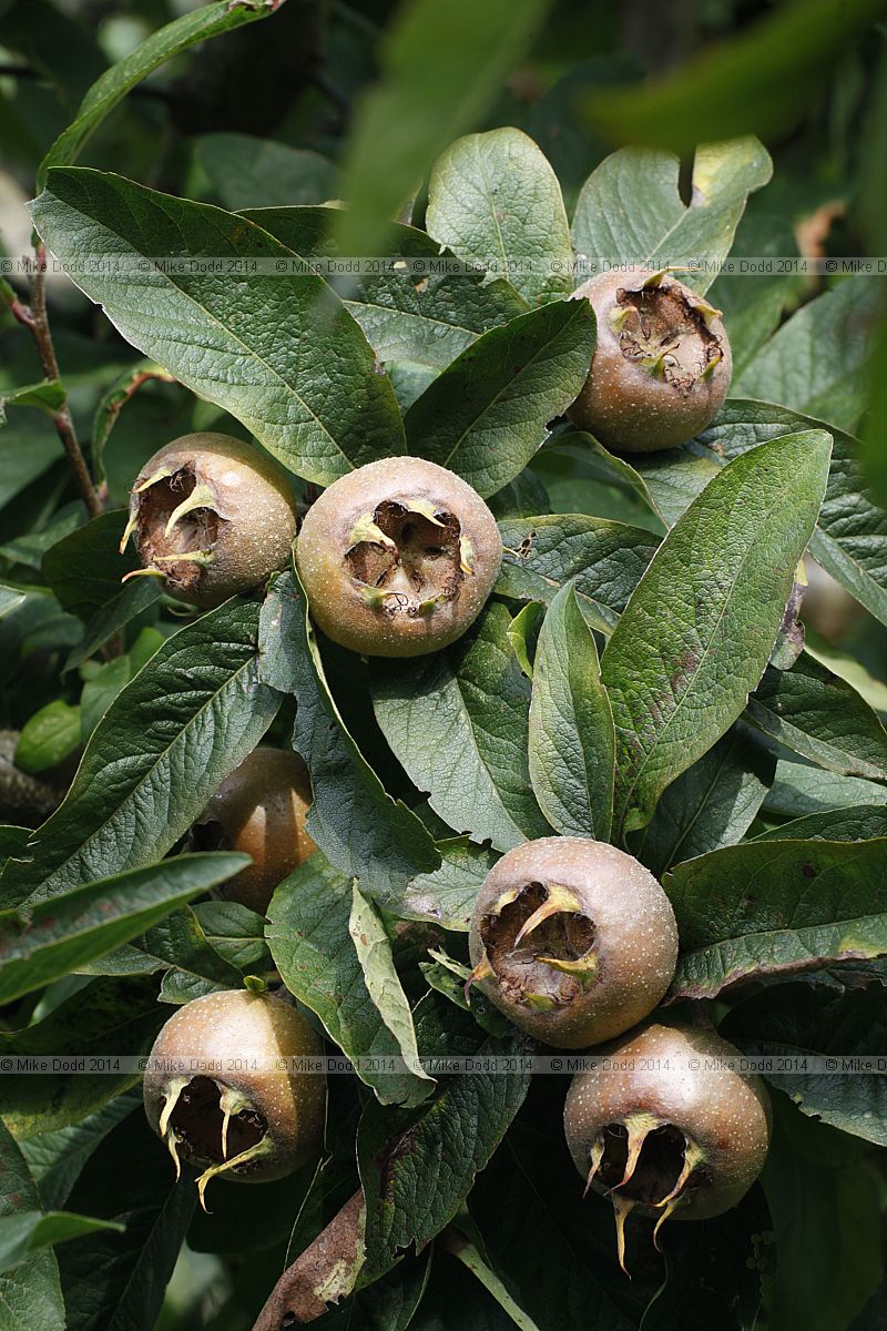 Mespilus germanica Medlar 'Westerveld'