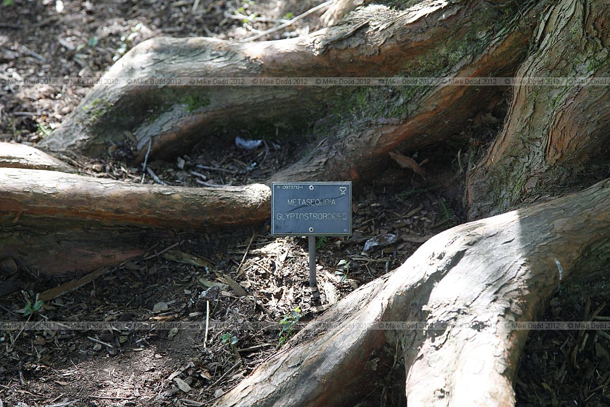 Metasequoia glyptostroboides Dawn Redwood