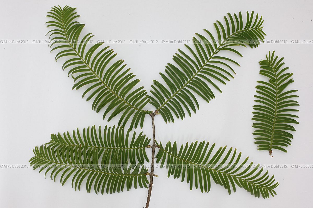 Metasequoia glyptostroboides Dawn Redwood