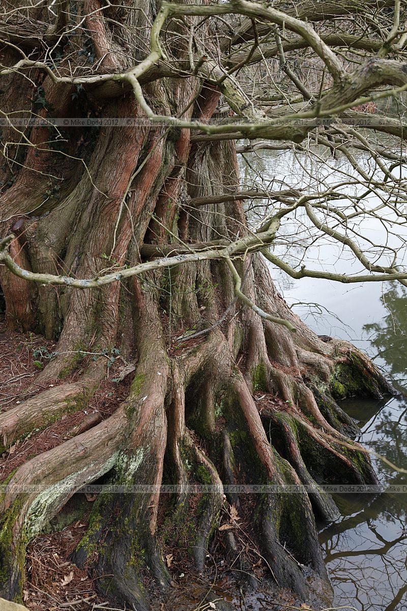 Metasequoia glyptostroboides Dawn Redwood