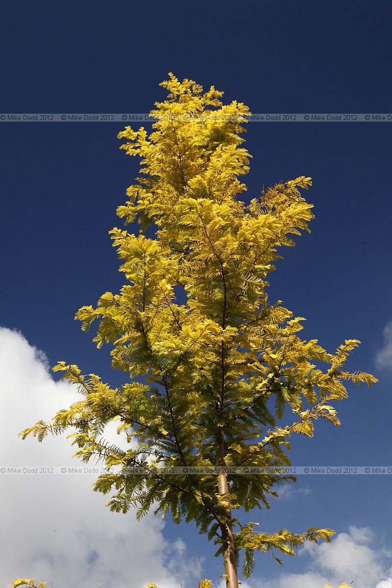 Metasequoia glyptostroboides 'Gold Rush'