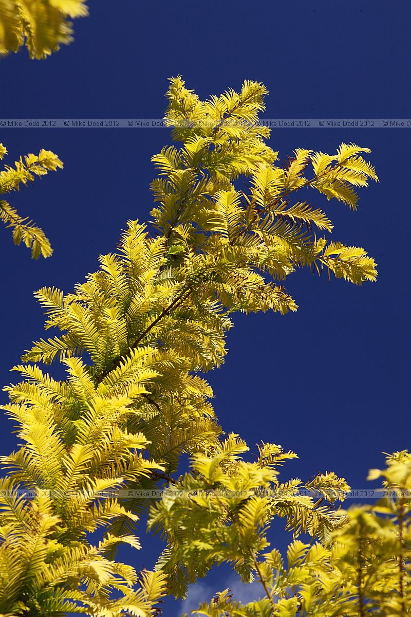 Metasequoia glyptostroboides 'Gold Rush'