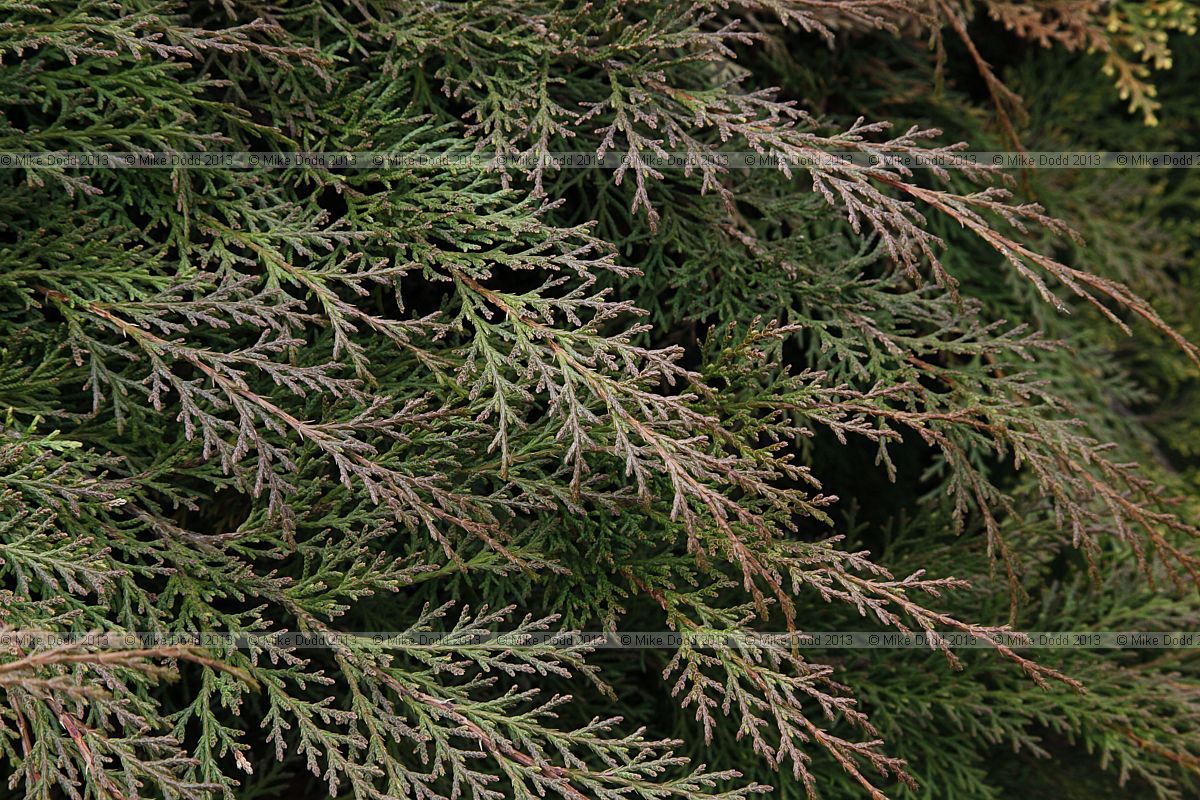 Microbiota decussata Siberian Cypress