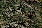 Microbiota decussata Siberian Cypress