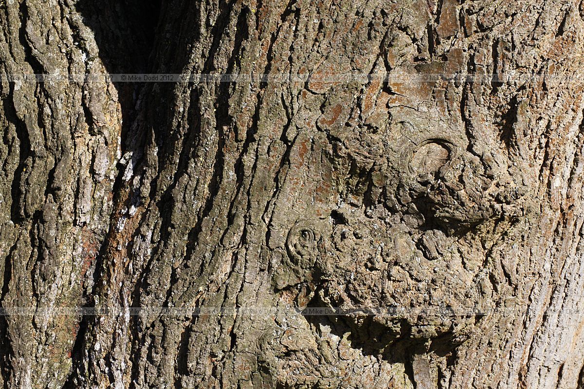 Morus alba White Mulberry