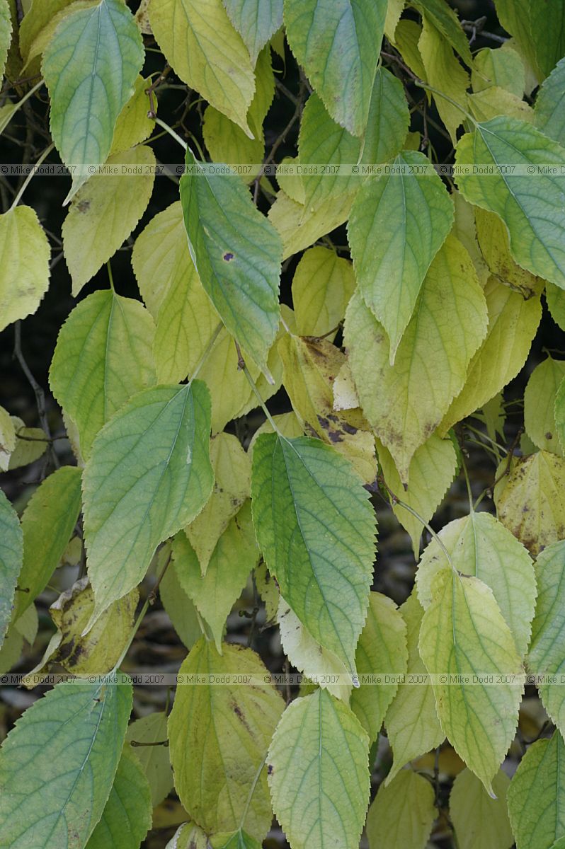 Morus alba White mulberry
