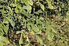 Morus australis Korean mulberry