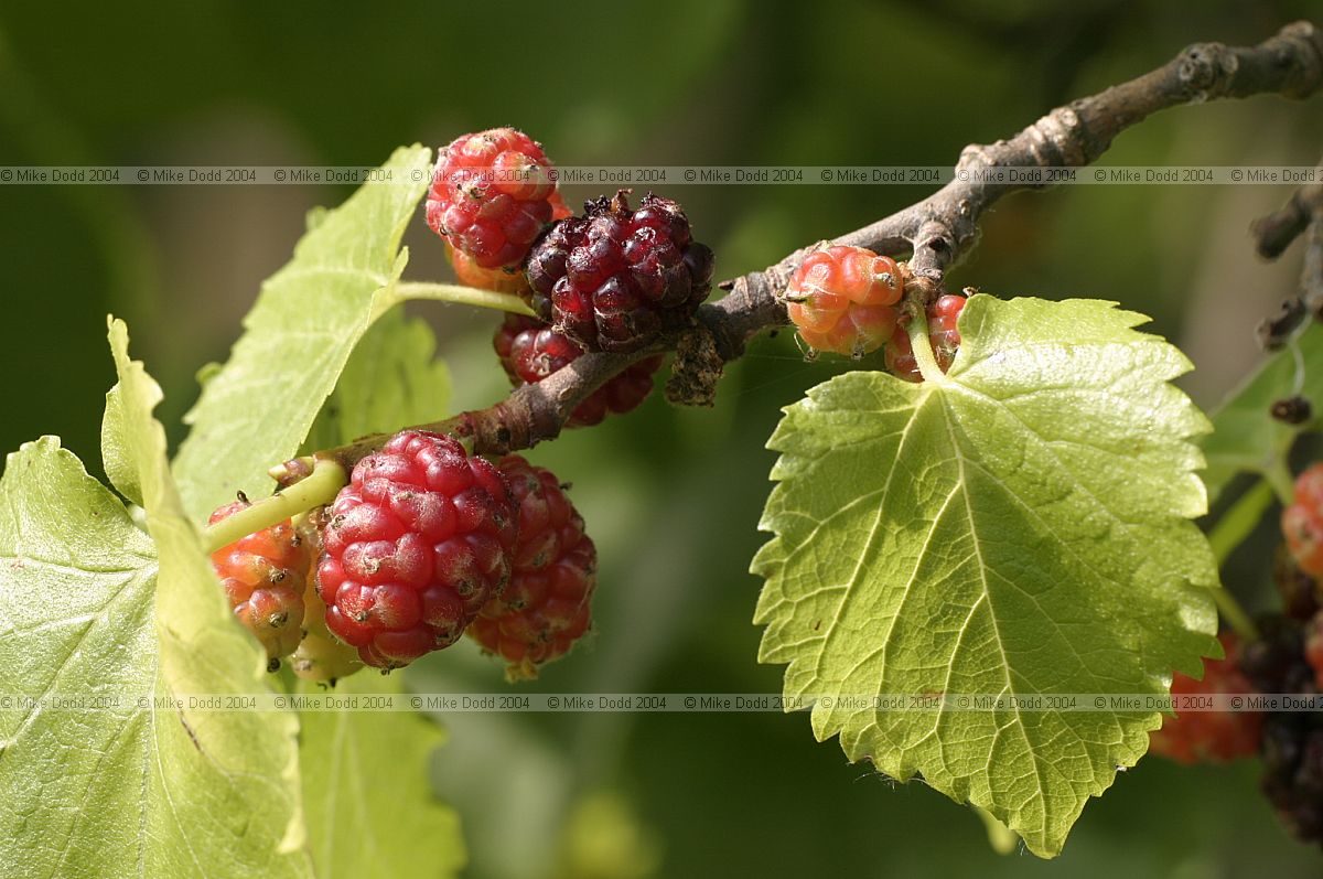 Morus nigra Black mulberry