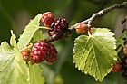 Morus nigra Black mulberry