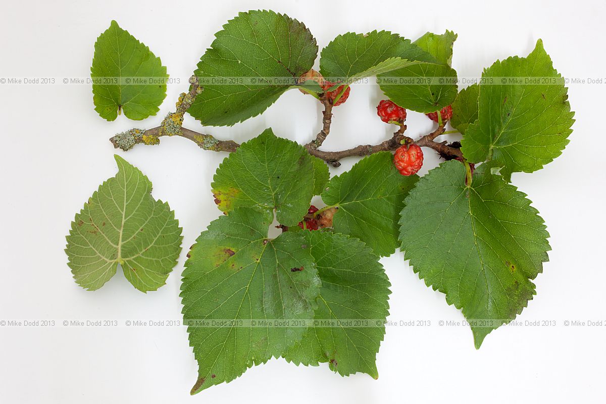 Morus nigra Black Mulberry