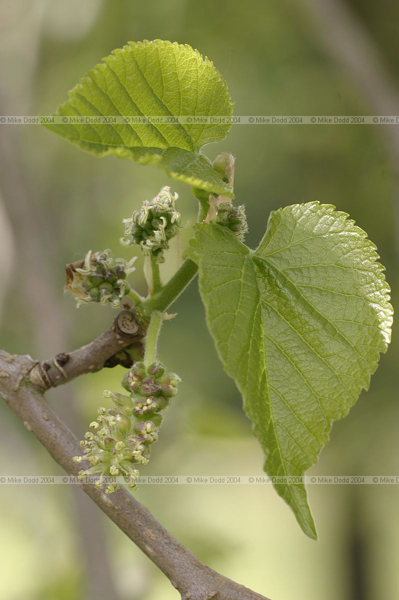 Morus nigra Black mulberry