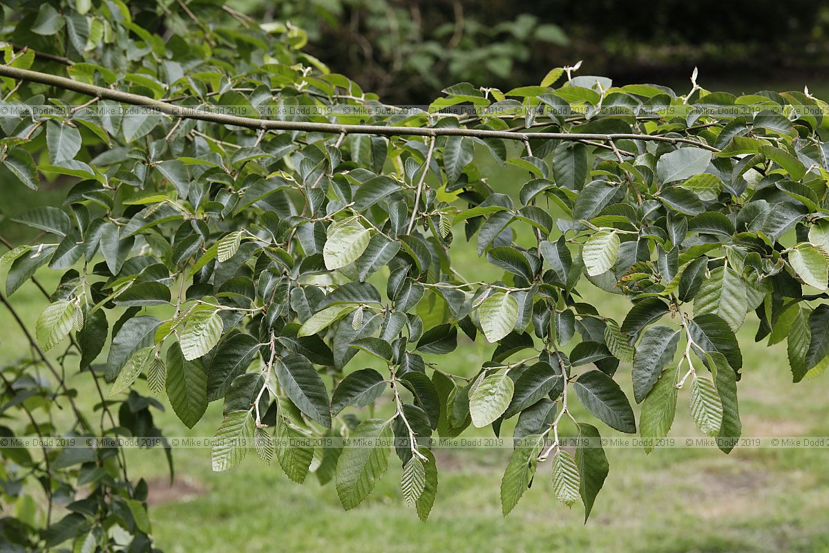 Nothofagus alessandrii Ruil