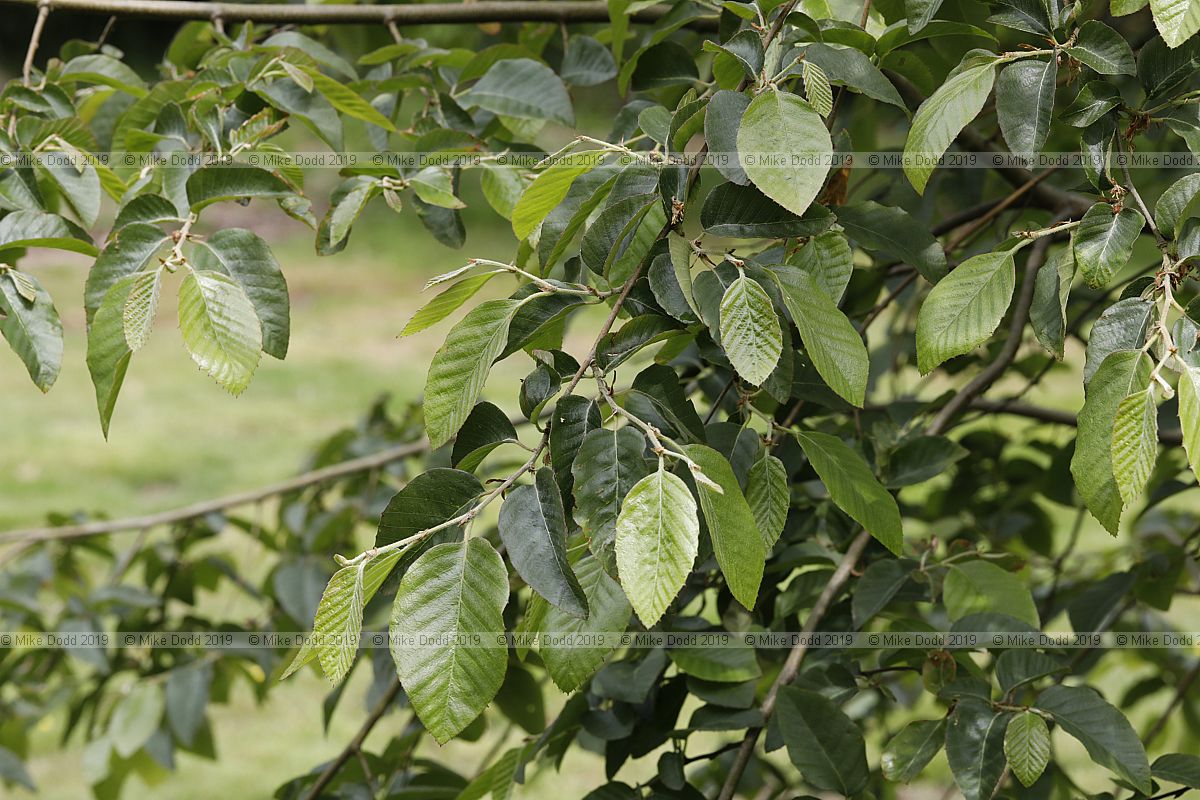 Nothofagus alessandrii Ruil