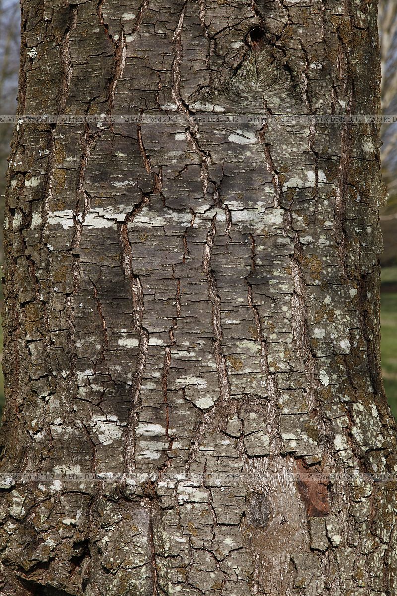 Lophozonia alpina Rauli (syn Nothofagus alpina, Nothofagus procera, Nothofagus nervosa)