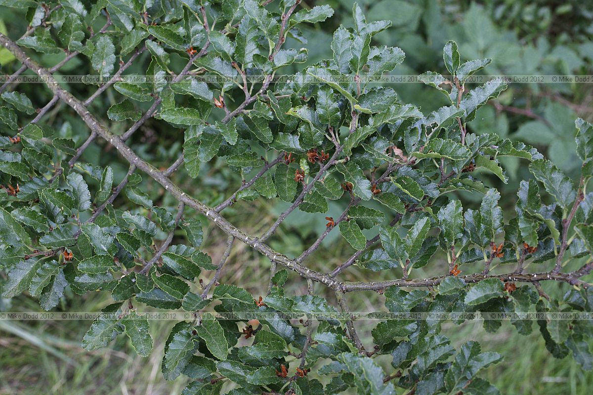 Nothofagus antarctica Antarctic beech