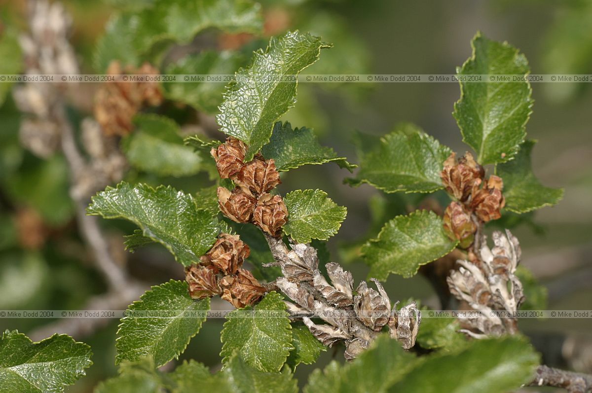 Nothofagus antarctica Antarctic beech